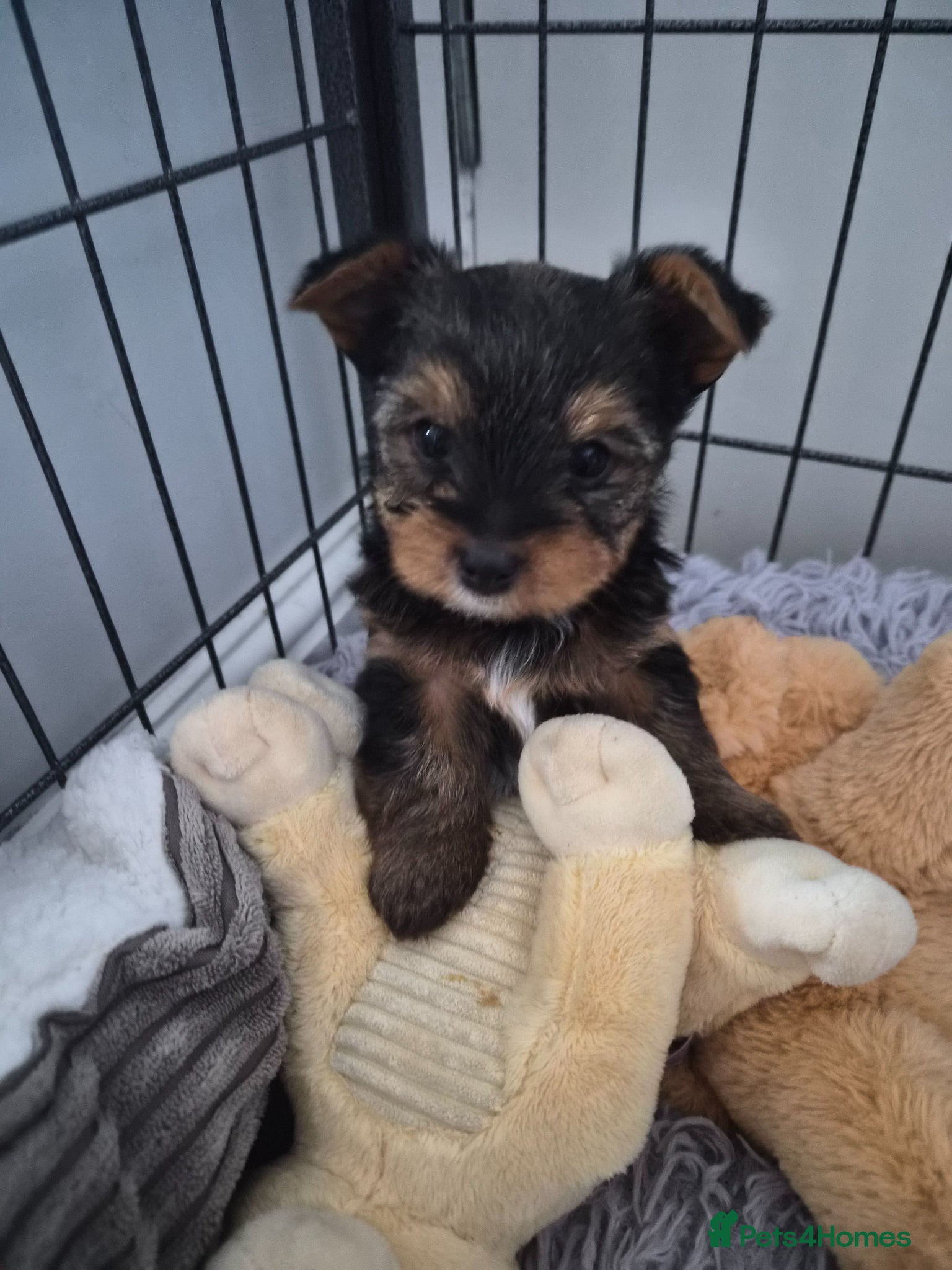 Yorkshire Terrier dogs yorkshire terrier  - Advert 3