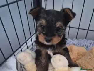 Yorkshire Terrier dogs yorkshire terrier - Advert 3