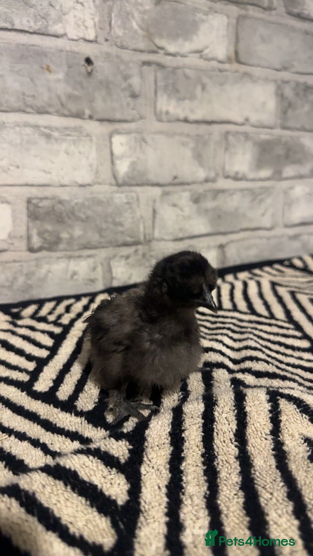 Chickens poultry Silkies/show girl silkies/USA silkies mixed colour - Advert 2