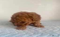 Maltipoo dogs for sale: 🐾 F1BB Maltipoo Puppies  - Image 7