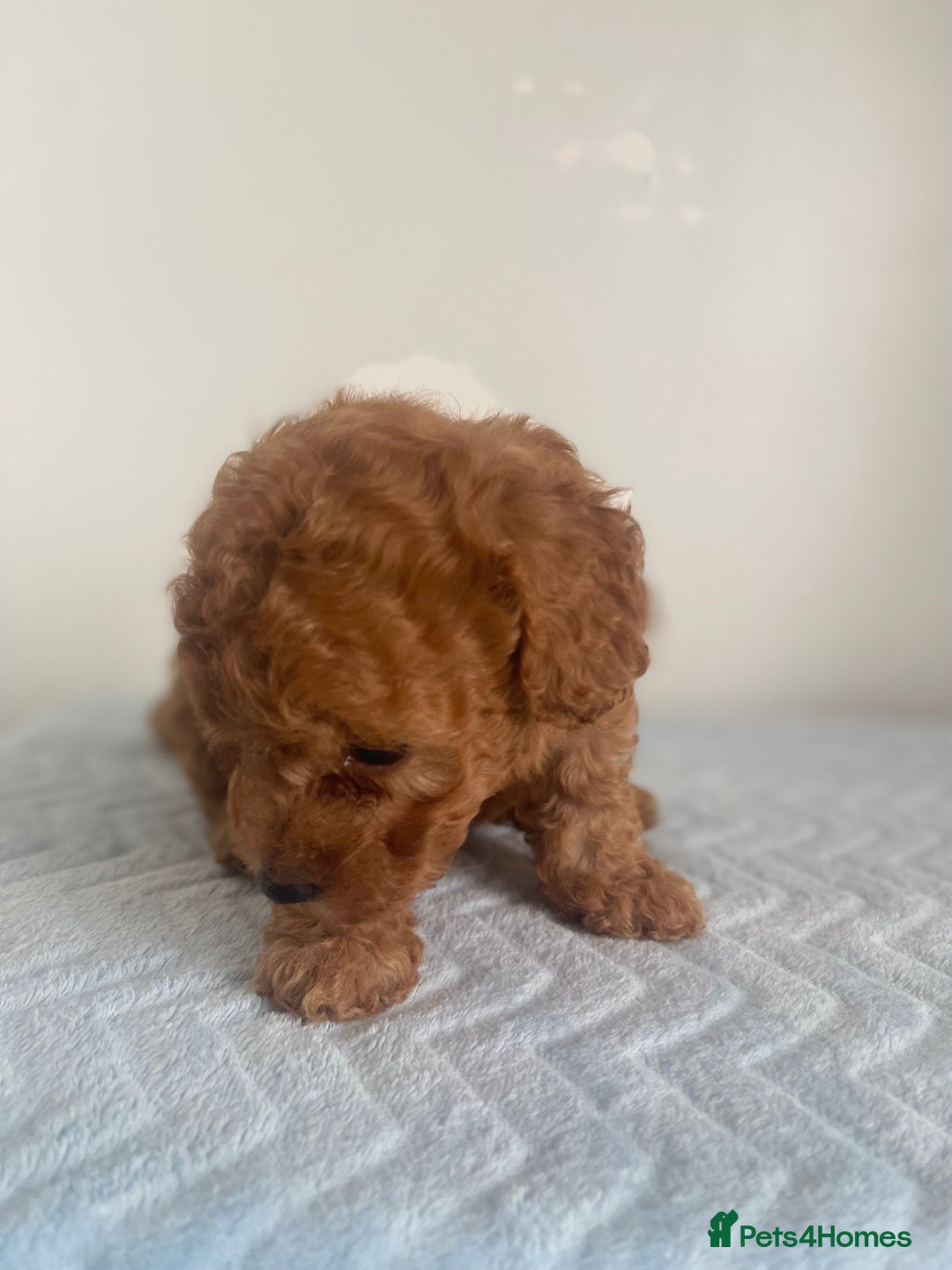 Maltipoo dogs for sale: 🐾 F1BB Maltipoo Puppies  - Image 7