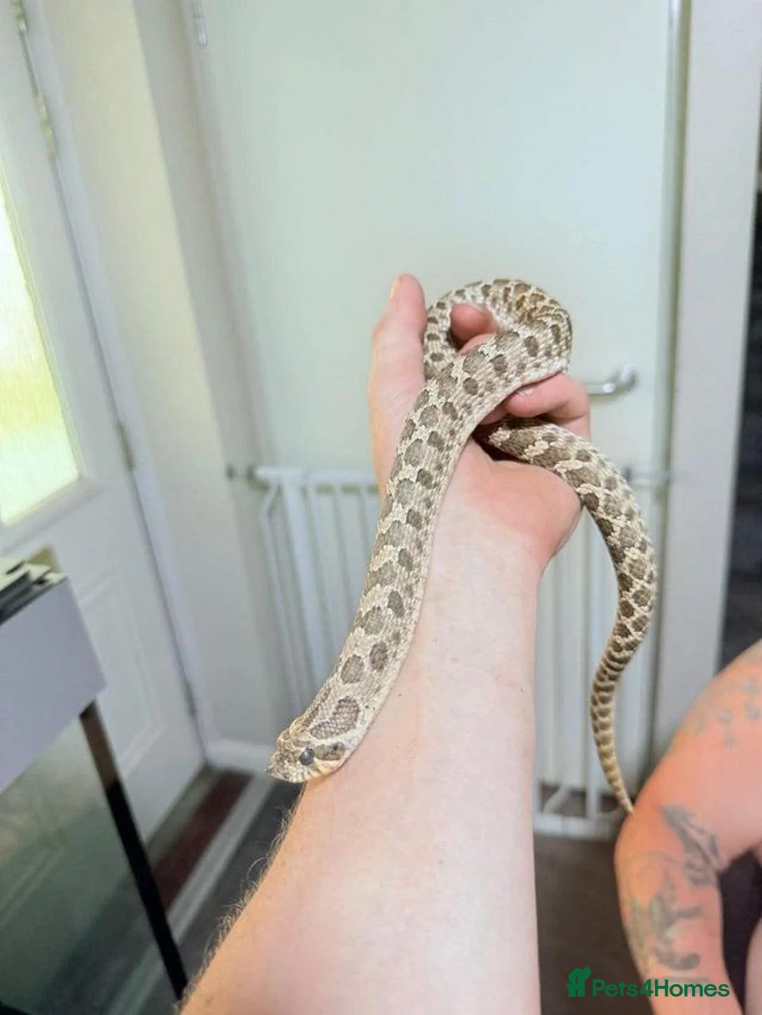 Snake reptiles for sale: Male western hognose. in Halifax - Advert 5