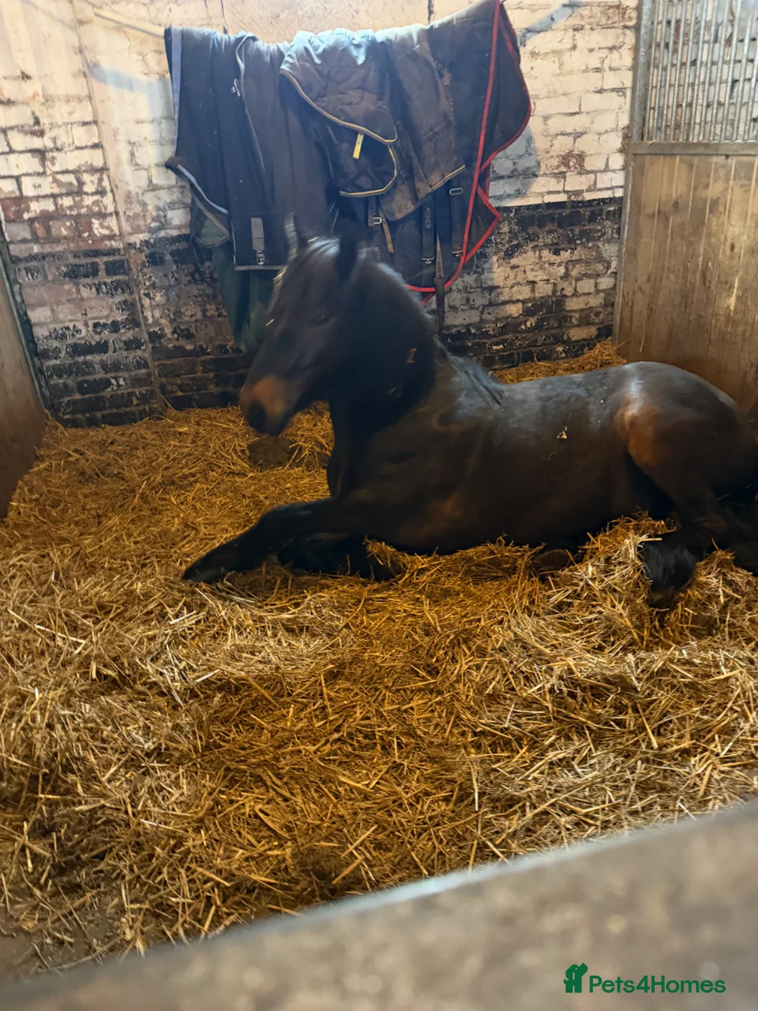 Swedish Warmblood horses for sale: Dutch warmblood mare and gelding - Advert 1