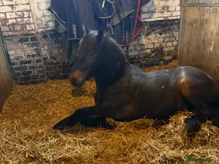 Swedish Warmblood horses Dutch warmblood mare and gelding - Advert 6
