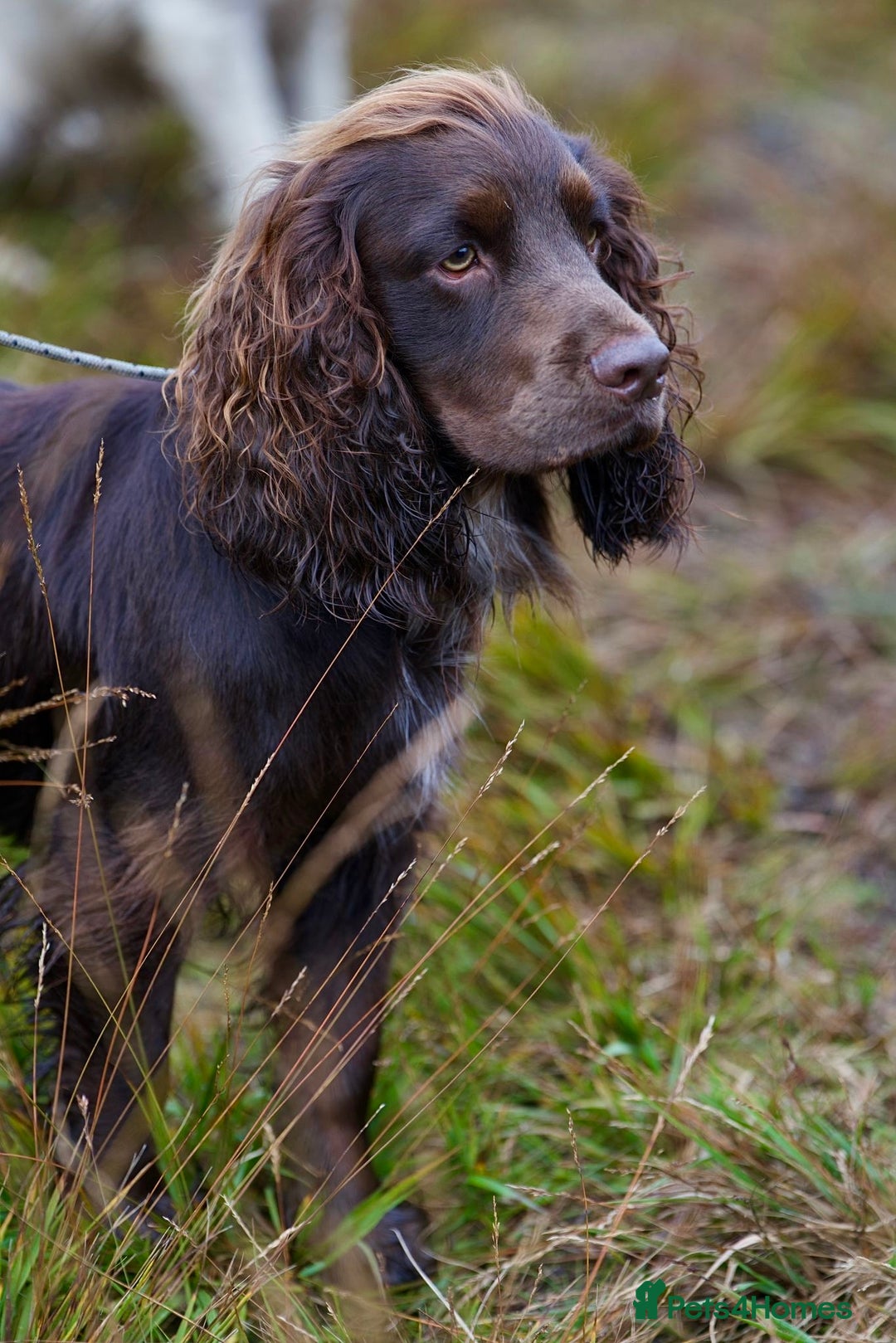 Cocker Spaniel dogs for stud: Cocker spaniel for stud  - Advert 2