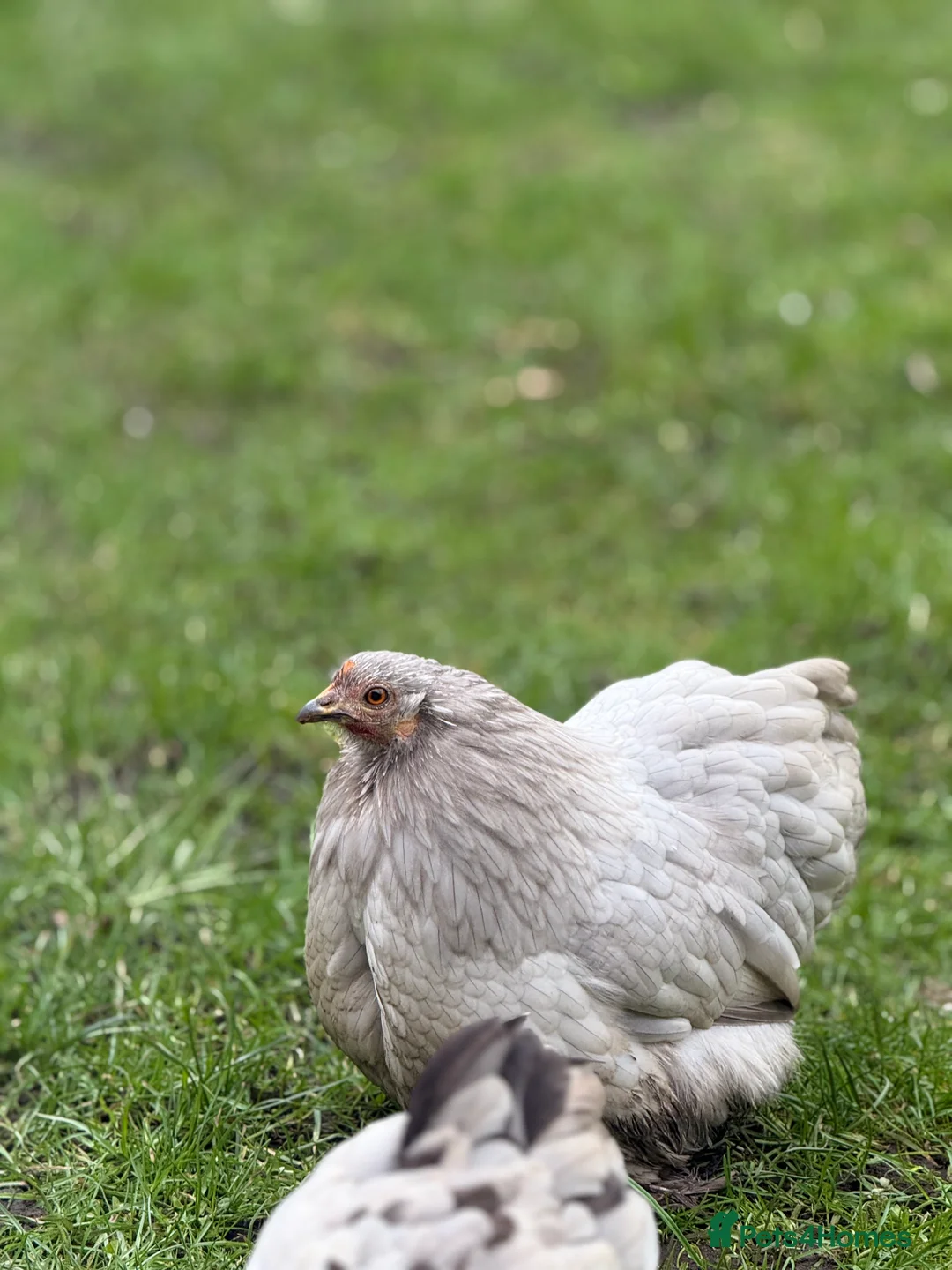 Chickens poultry for sale: Pekin bantam lavender  - Advert 2