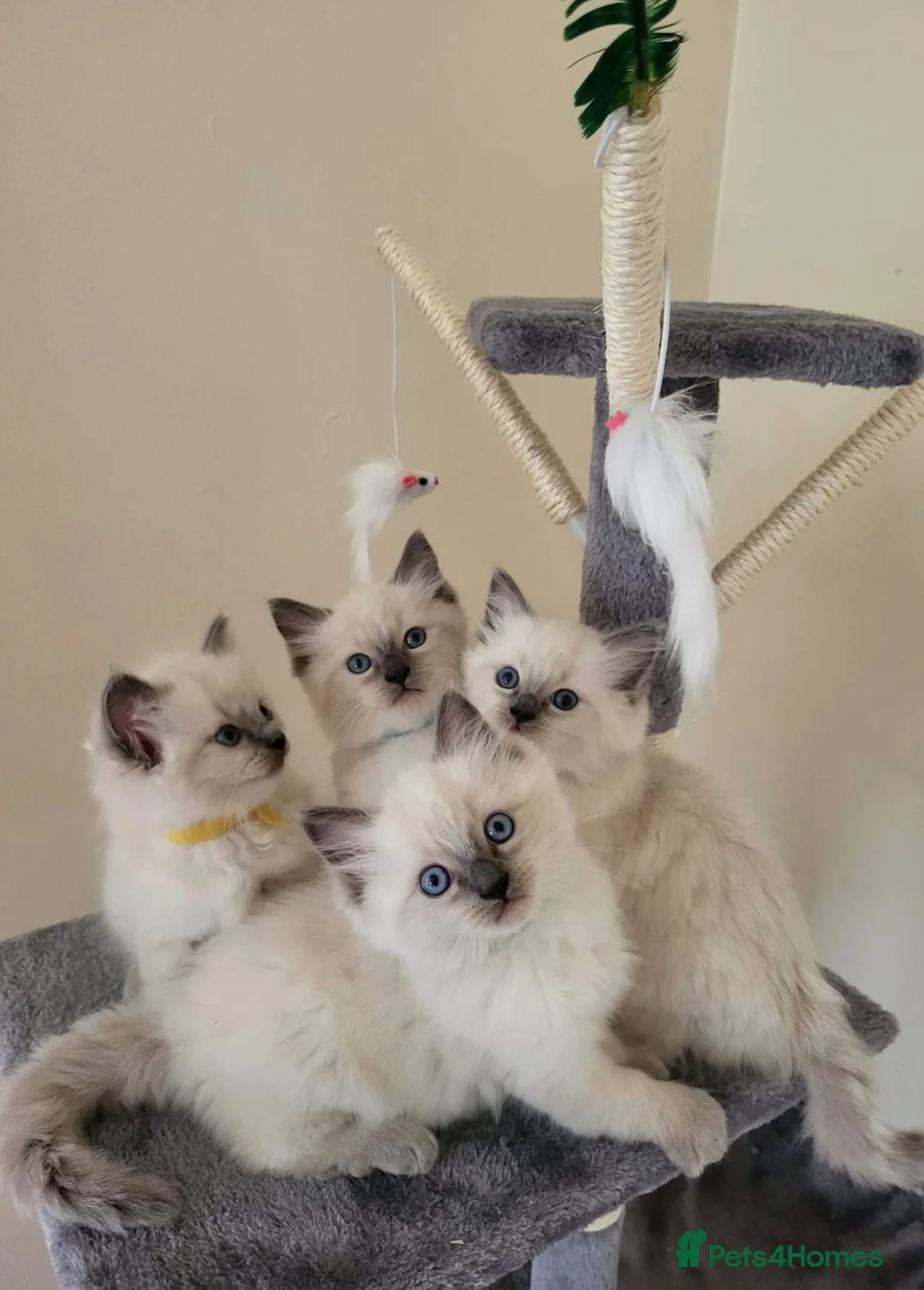 Ragdoll cats for stud: BEAUTIFUL BLUE POINT LARGE STUD RAGDOLL in Preston - Advert 24