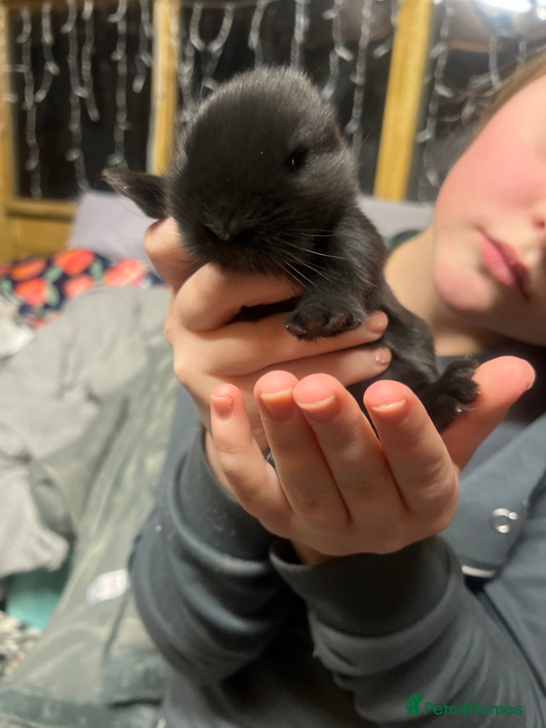 Lionhead rabbits for sale: Bouncing baby bunnies  - Advert 7