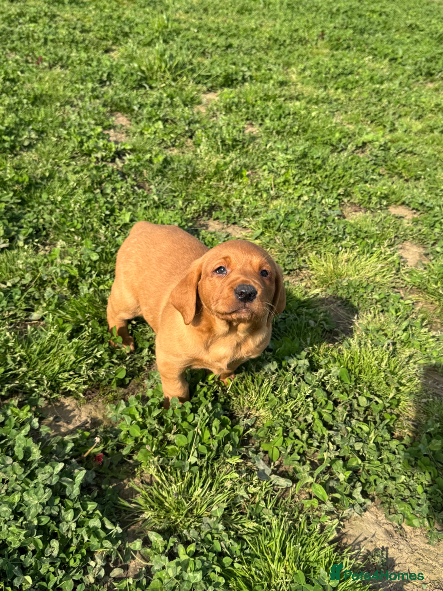 Labrador Retriever dogs Wonderful KC Litter Fox Red Labradors  - Advert 2