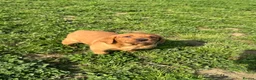 Labrador Retriever dogs for sale: Wonderful KC Litter Fox Red Labradors  - Advert 2