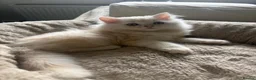 Persian cats for sale: ONLY 3/5 PERSIANS LEFT - Advert 7