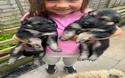 German Shepherd dogs for sale: Stunning top quality German shepherd puppies - Image 20