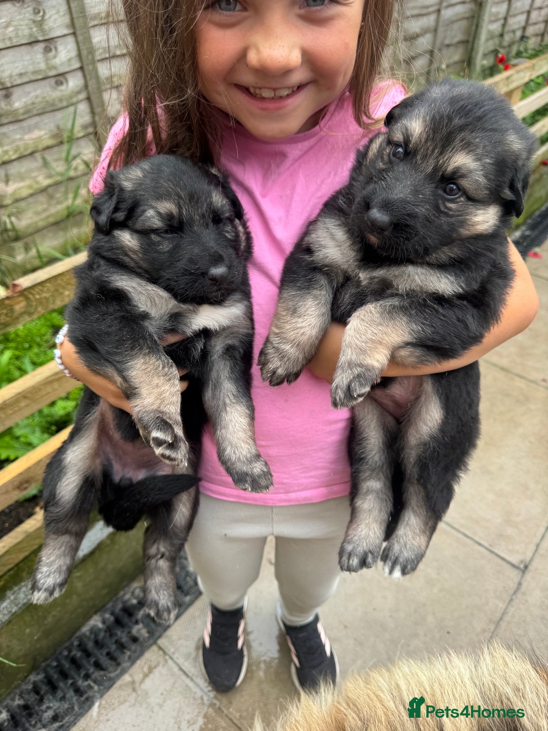German Shepherd dogs for sale: Stunning top quality German shepherd puppies - Image 20