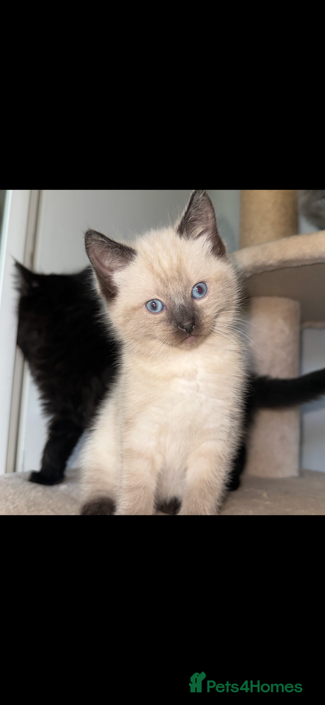 Ragdoll cats for sale: Gorgeous Ragdoll x British Shorthair Kittens  - Image 13