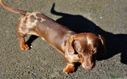 Miniature Dachshund dogs for stud: Carries cream+Blue+**** ultrasound+Ov in Heathfield - Image 6