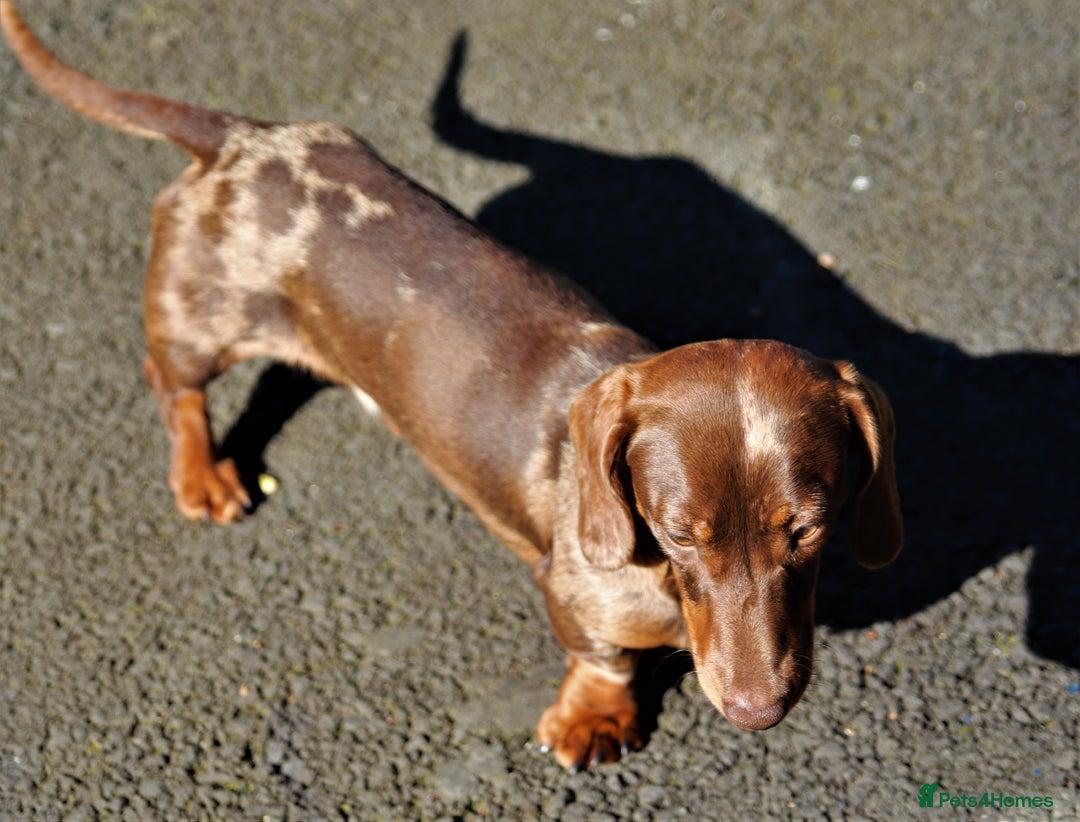 Miniature Dachshund dogs for stud: Carries cream+Blue+**** ultrasound+Ov in Heathfield - Image 6