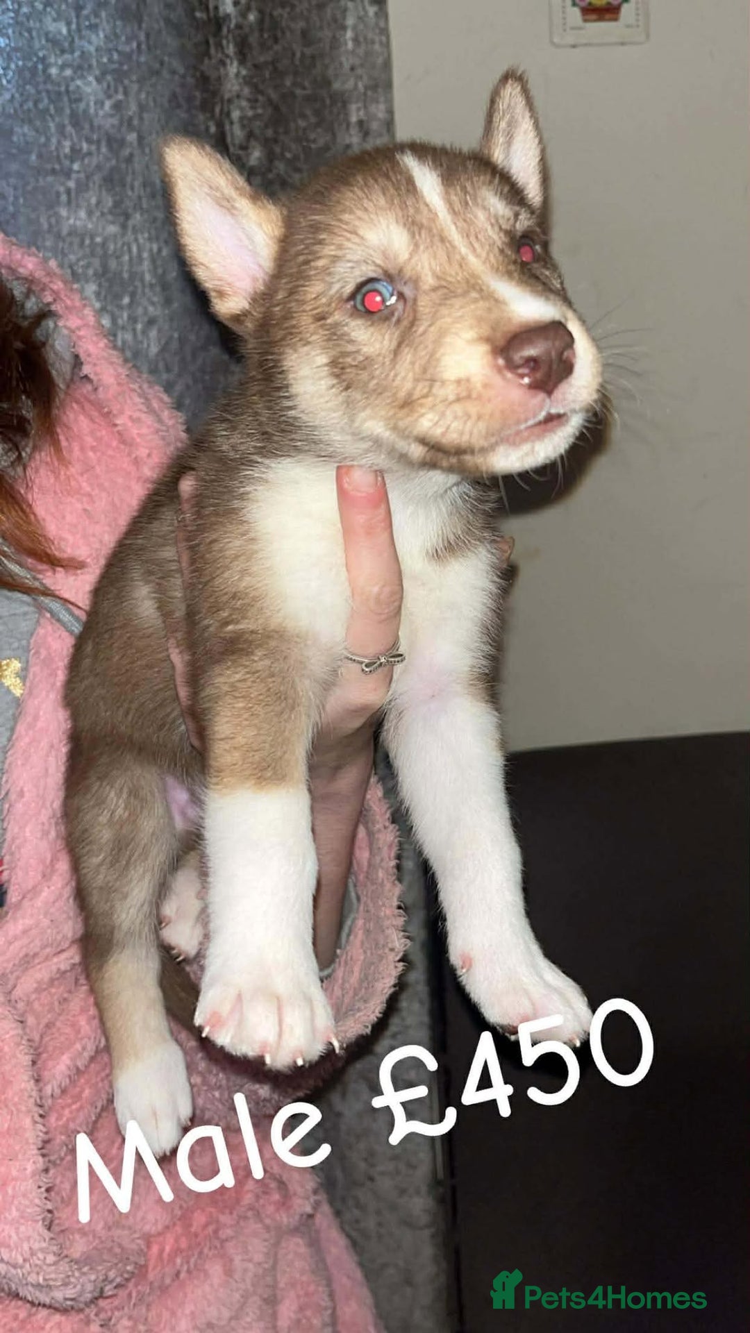 Mixed Breed dogs for sale: 4 males 1 female german sheperd x husky - Advert 9