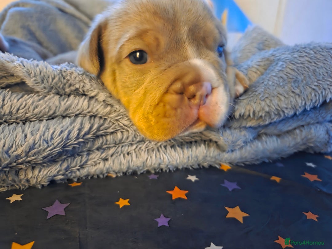 English Bulldog dogs for sale: Beautiful New english bulldogges  - Image 23