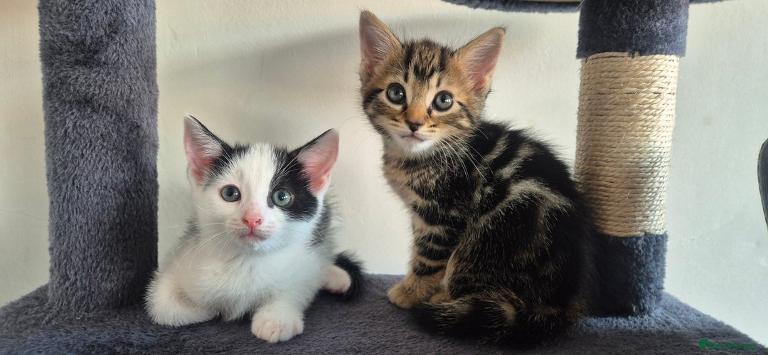 European cats for sale: Kitten for free - Image 1