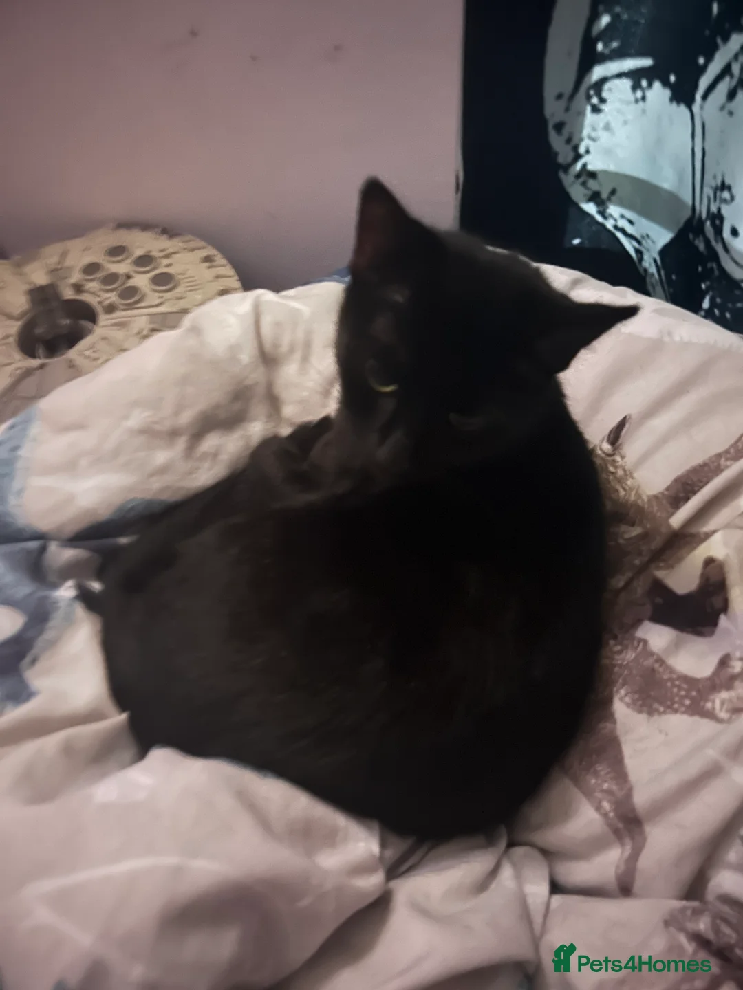 Bombay cats for sale: Sabrina 3YO girl in Bristol - Advert 15