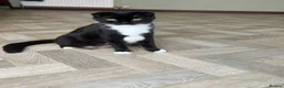 Scottish Fold cats for sale: Half Scottish Fold Babies  - Advert 1