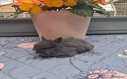 Mixed Breed rabbits for sale: Beautiful baby rabbits for sale - Image 2
