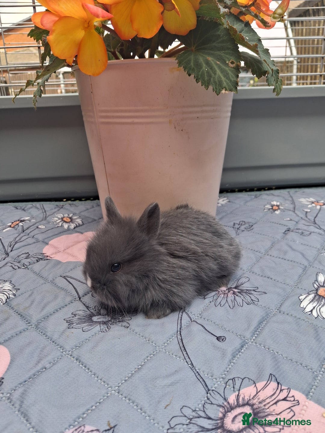 Mixed Breed rabbits for sale: Beautiful baby rabbits for sale - Image 2