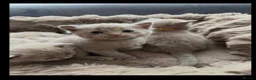 British Shorthair cats for sale: Beautiful British kittens for sale 🐾♥️ - Advert 5