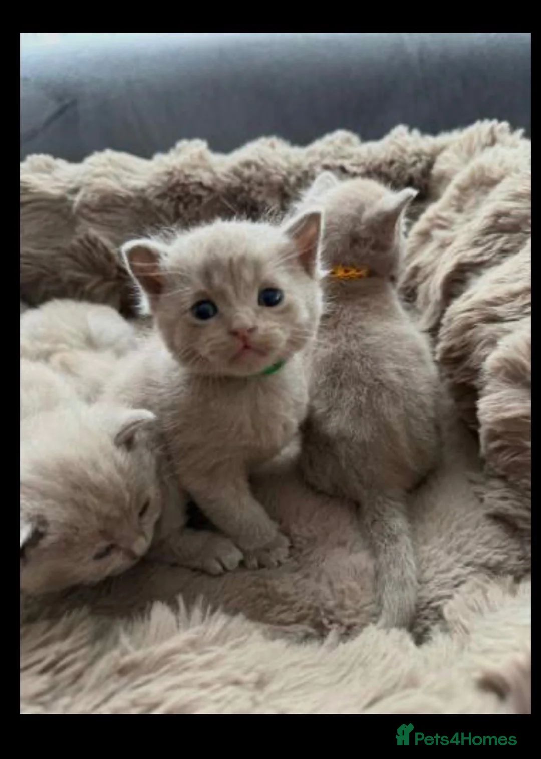 British Shorthair cats for sale: Beautiful British kittens for sale 🐾♥️ - Advert 5