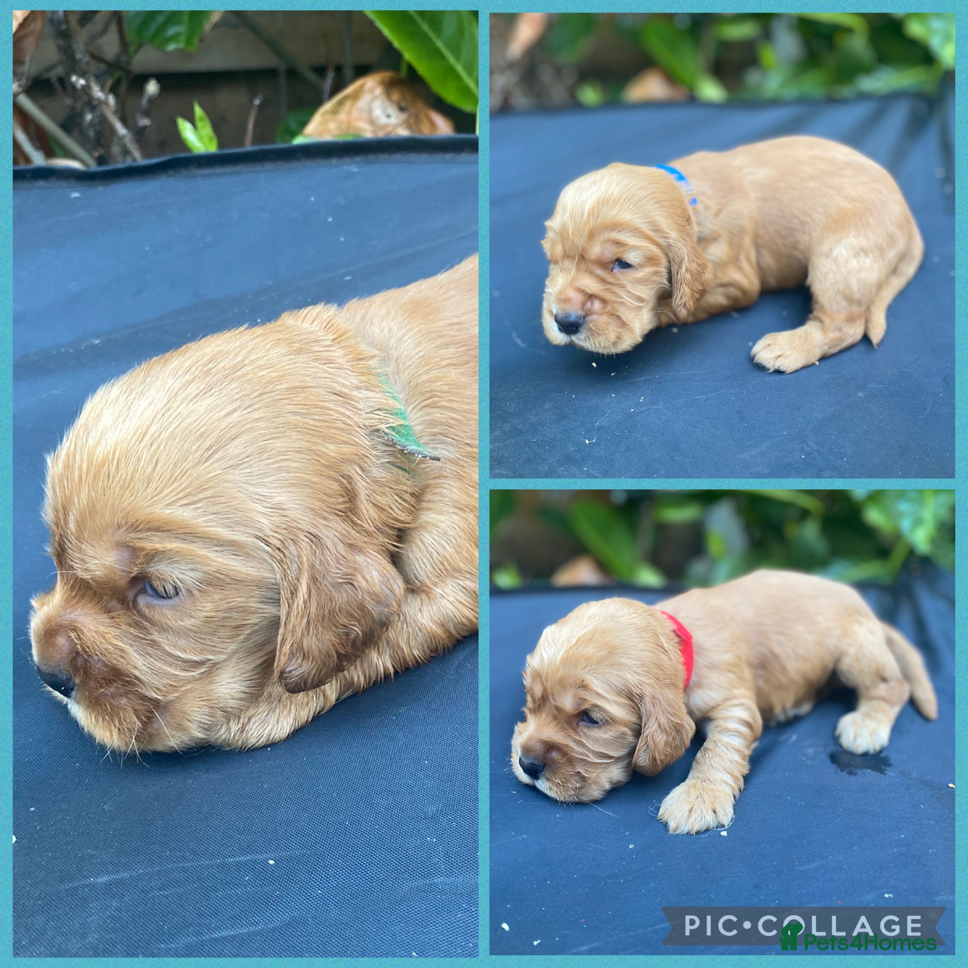 Cocker Spaniel dogs KC Reg Show Type Cocker Spaniel puppies - Advert 1