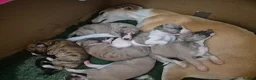 Whippet dogs for sale: Beautiful Whippet puppy's for sale - Advert 7