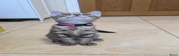 Mixed Breed cats for sale: Adorable kittens in London(SE18)😻😍😻 - Advert 4