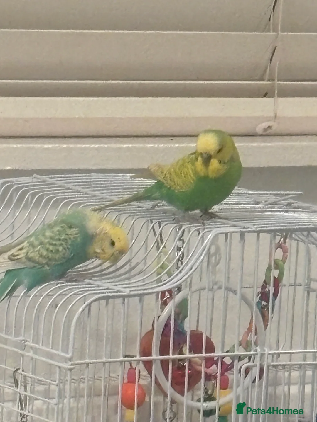 Mixed Breed birds for sale: 2 Young Budgies  - Advert 4