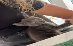 Russian Blue cats for sale: Gorgeous male kitten needs home asap - Image 9