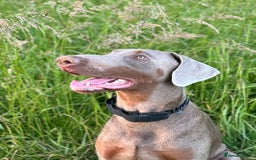 Dobermann dogs for sale: Selling our 2yr old male Doberman  - Advert 8