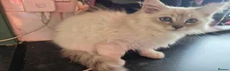 Mixed Breed cats for sale: Super fluffy ragdoll kittens. Cuddly teddy bears - Advert 9