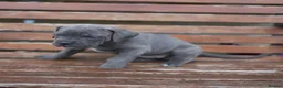 Cane Corso dogs for sale: Cane corso puppies - iccf champion bloodline  in Halifax - Advert 16