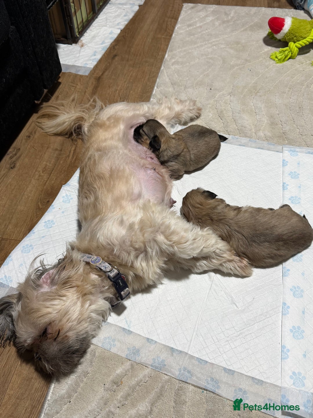 Shih Tzu dogs for sale: Shih Tzu’s  - Advert 16