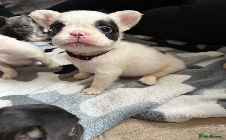 French Bulldog dogs - Advert 1