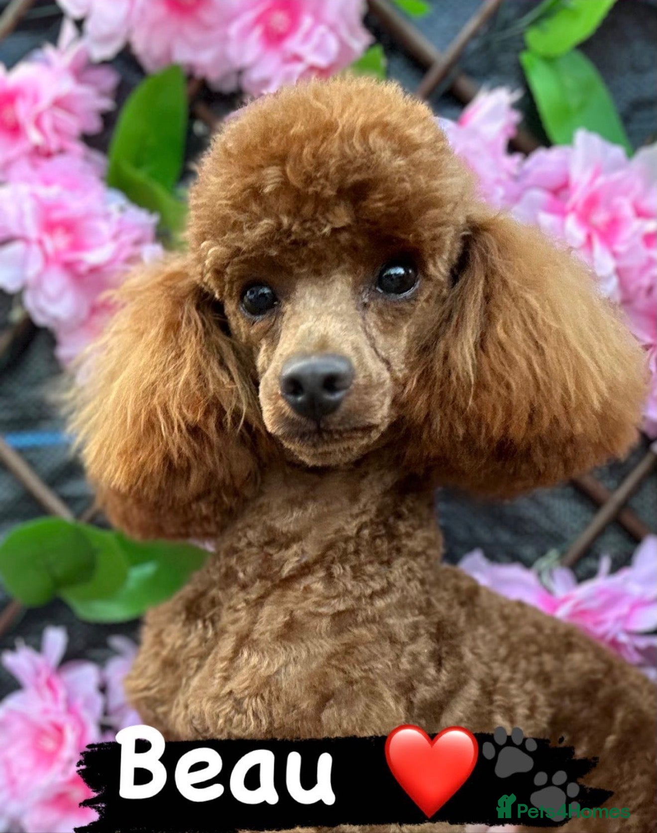 Toy Poodle dogs for sale: Beautiful Toy Poodle Available-One Girl & Boy 🐾❤️ - Advert 11