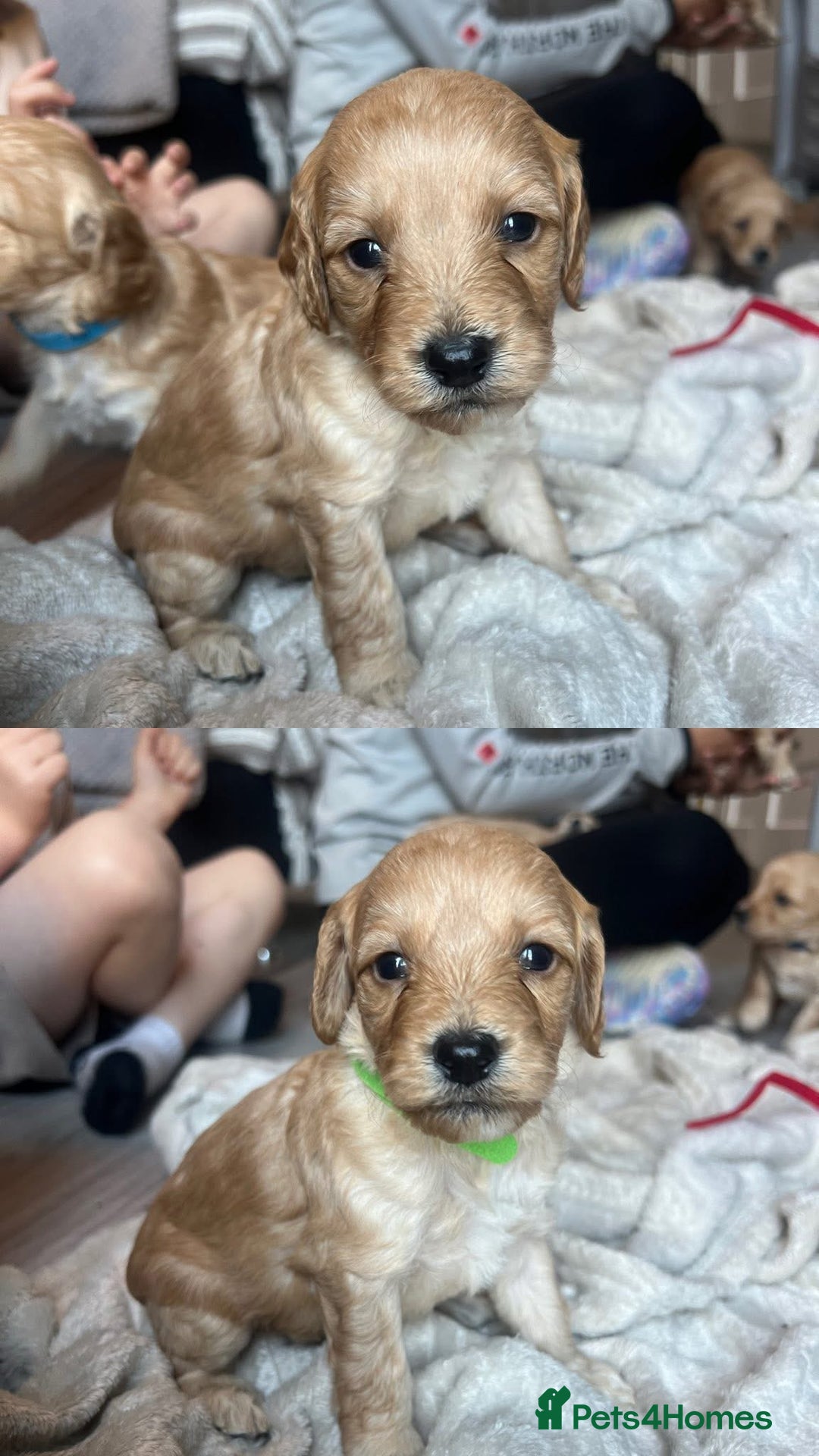 Cockapoo dogs for sale: Cockapoo puppies - Image 18