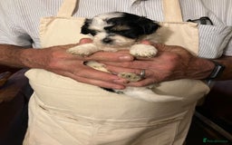 Mixed Breed dogs for sale: Tiny Korean Maltese / Havanese - Image 16