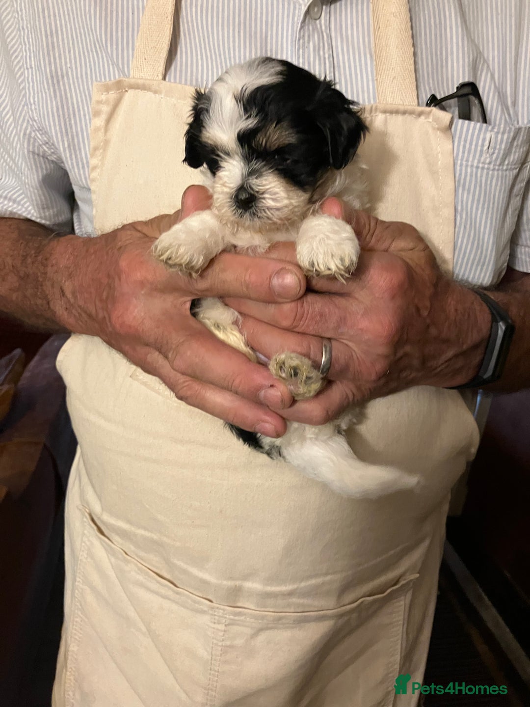 Mixed Breed dogs for sale: Tiny Korean Maltese / Havanese - Image 16