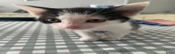 Mixed Breed cats for sale: Beautiful Kittens in Sutton-in-Ashfield - Advert 4