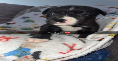 Staffordshire Bull Terrier dogs Staffordshire bull terrier puppies  - Advert 1