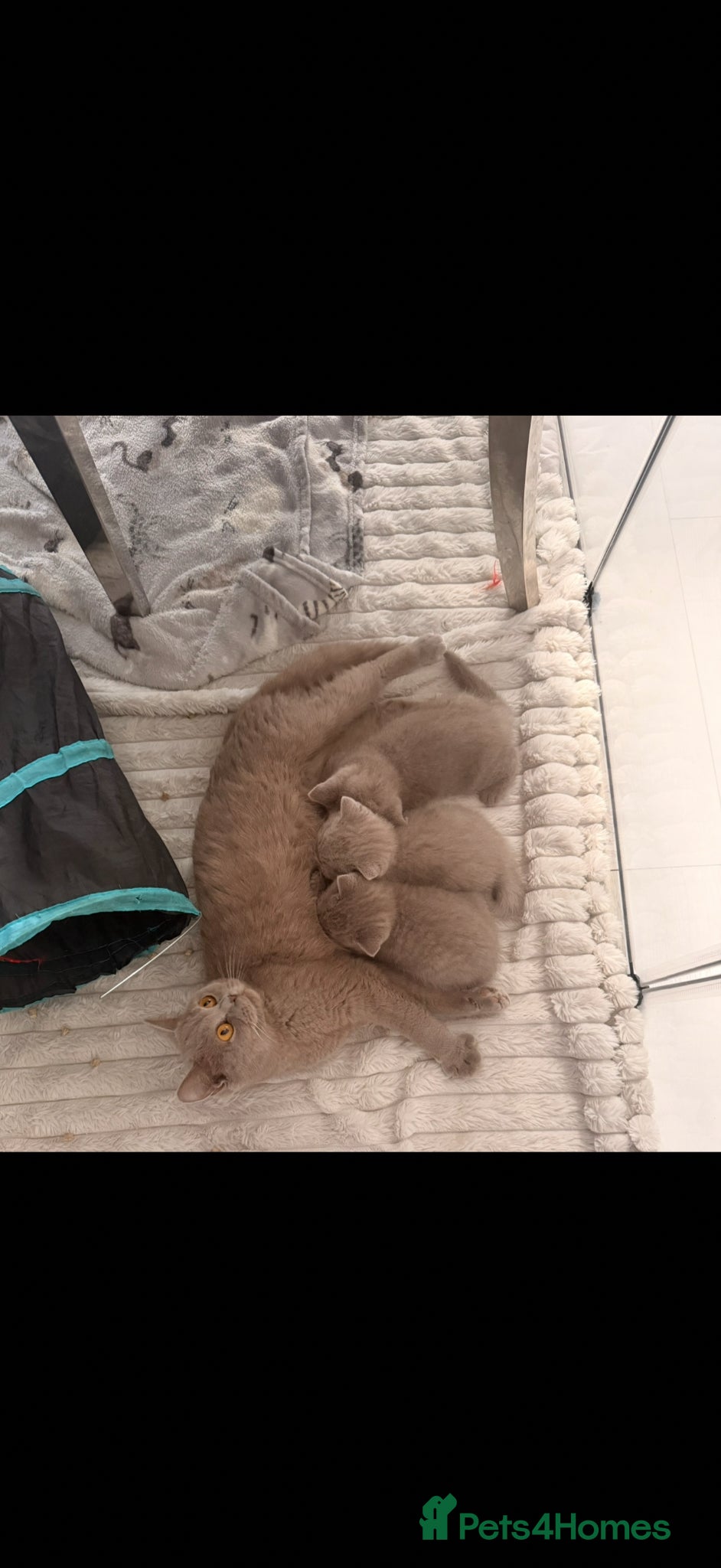 British Shorthair cats for sale: 3 gorgeous British shorthair  in Cheadle - Advert 5