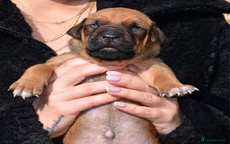 Belgian Shepherd Dog dogs for sale: Bullherders top working lines  - Image 7