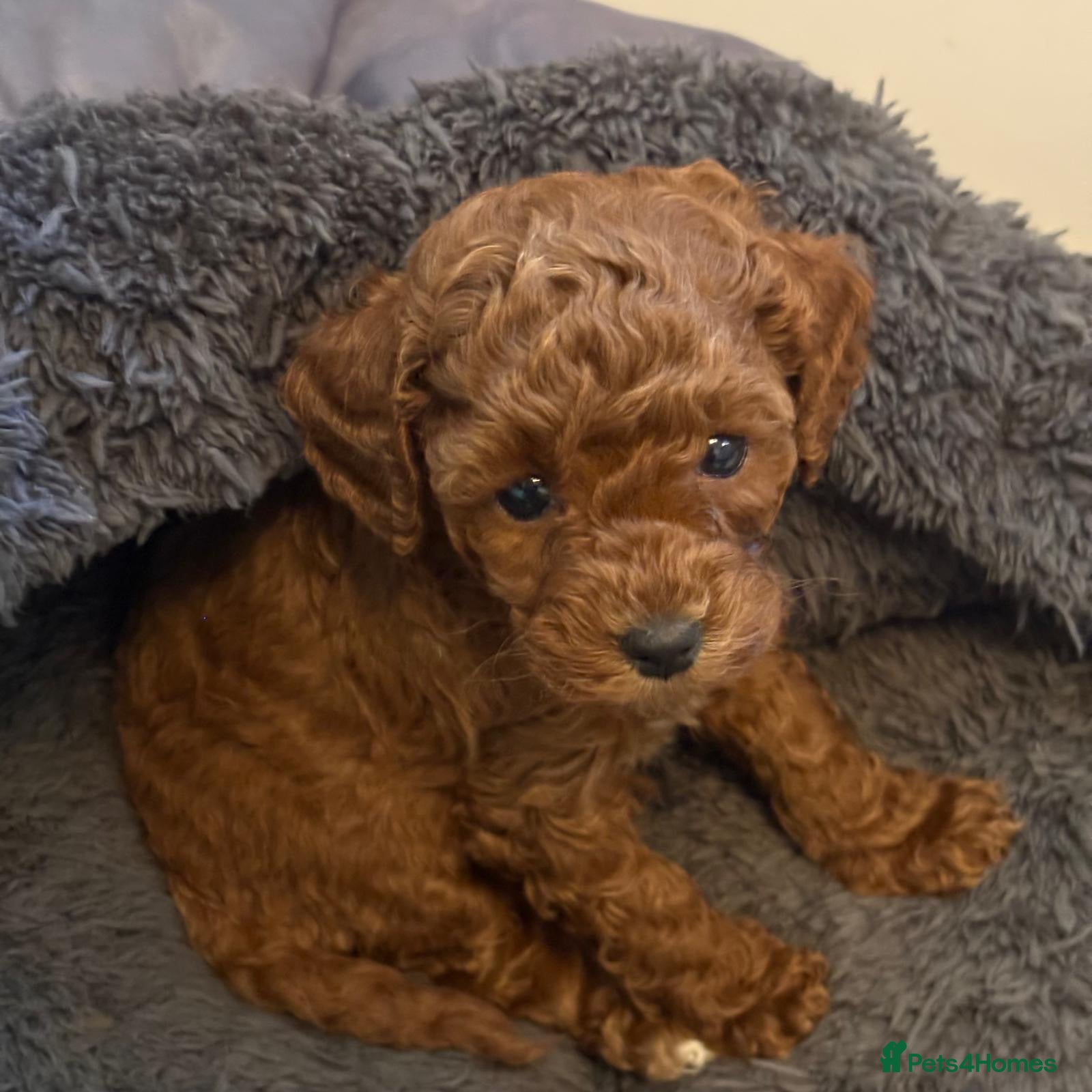 Cavapoochon dogs Therapy Puppies  - Advert 1