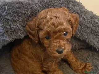 Cavapoochon dogs Therapy Puppies - Advert 14