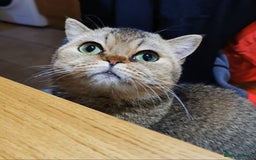 Scottish Fold cats for sale: Rare colours Scottish fold  in Brackley - Image 1